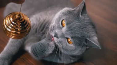 Gri İngiliz Oyuncak Kedi Noel Parlak Altın Topla Oynuyor. Kapatın. Portre. Yeşil gözlü, tüylü, safkan bir kedi yerde uzanmış, topu kavrayıp yalıyor. Pençeler. Evcil hayvan oyunu, davranış.