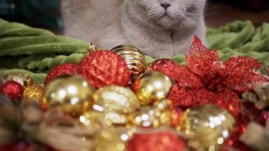 Gri İskoç Kedisi Arka planda Yerde Oturuyor Noel Ağacı Dekorasyonları. Kapatın. Parlak renkli Noel toplarında yeşil gözlü komik kedi, oyuncaklar, çelenkler. Oda. Mutlu Noeller, 2025.