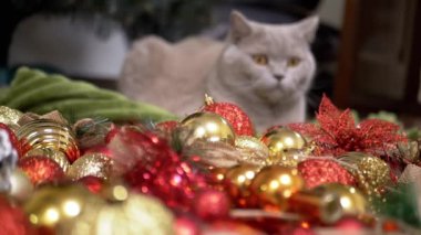 Gri İskoç Kedisi Arka planda Yerde Oturuyor Noel Ağacı Dekorasyonları. Kapatın. Parlak renkli Noel toplarında yeşil gözlü komik kedi, oyuncaklar, çelenkler. Oda. Mutlu Noeller, 2025.