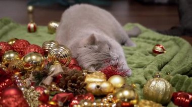 Evcil Kedi Noel Ağacı Toplarıyla Odada Oynuyor, Kapatın. Noel arkaplanındaki komik gri kedi parlak renkli Noel süsleri, oyuncaklar ve çelenkler. Mutlu Noeller, 2025.