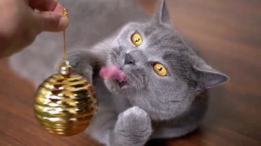 Gri İngiliz Oyuncak Kedi Noel Parlak Altın Topla Oynuyor. Kapatın. Portre. Yeşil gözlü, tüylü, safkan bir kedi yerde uzanmış, topu kavrayıp yalıyor. Pençeler. Evcil hayvan oyunu, davranış.