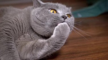 Gri Tüylü İngiliz Kedisi yerde yatarken Dilini Diliyle Yalıyor. Kapatın. Portre. Komik hayvan kendini yıkar, kürkü yalar. Makro. Tımarlama. Kahverengi gözlü güzel safkan kedi. Boşluğu kopyala.