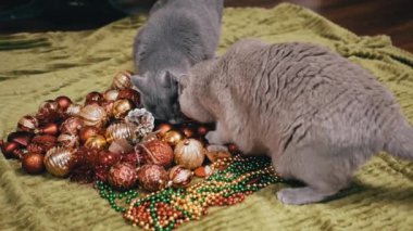Noel süslemeleri ve Noel Oyuncakları ve Balolarla Oynayan İki Oyuncak. Yumuşak gri İngiliz kedileri yerde çelenk kokluyor. Üst Manzara. Noel 'in renkli arka planı. Evcil hayvan oyunu, davranış. 2025.