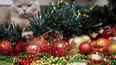 Gri İskoç Kedisi Arka planda Yerde Oturuyor Noel Ağacı Dekorasyonları. Kapatın. Parlak renkli Noel toplarında yeşil gözlü komik kedi, oyuncaklar, çelenkler. Oda. Mutlu Noeller, 2025.