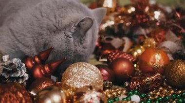 Evcil Kedi Noel Ağacı Toplarıyla Odada Oynuyor, Kapatın. Noel arkaplanındaki komik gri kedi parlak renkli Noel süsleri, oyuncaklar ve çelenkler. Mutlu Noeller, 2025.