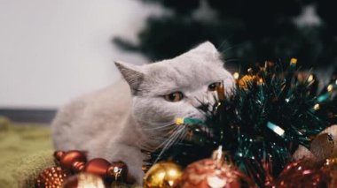 Evcil Kedi Noel Ağacı Toplarıyla Odada Oynuyor, Kapatın. Noel arkaplanındaki komik gri kedi parlak renkli Noel süsleri, oyuncaklar ve çelenkler. Mutlu Noeller, 2025.