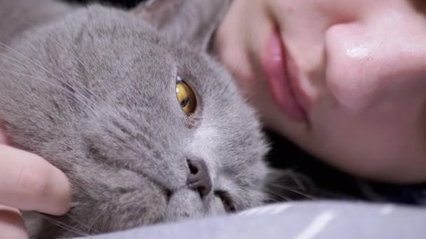 Perto Gray Fluffy British Cat Encontra Lado Uma Criança Adormecida — Vídeo de Stock