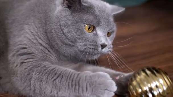Grå Brittisk Lekfull Katt Leka Med Jul Glänsande Gyllene Ball — Stockvideo