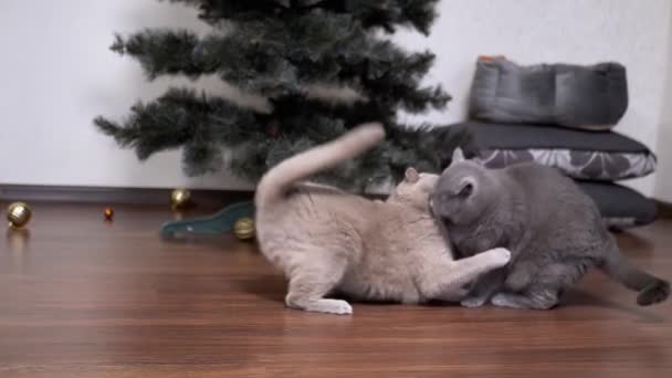 Two Strong Big Fluffy Grey Domestic Cats Fighting Floor Room — Stock Video
