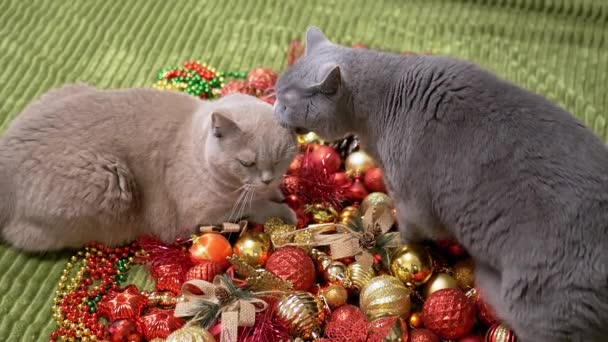 Två Lekfulla Katter Leker Med Juldekorationer Och Julleksaker Bollar Närbild — Stockvideo