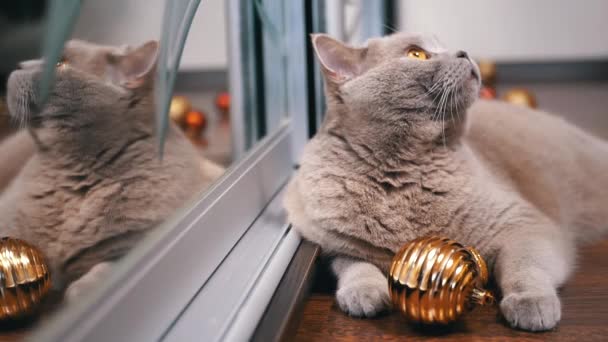 Gray Scottish Cat Lies Floor Christmas Ball Reflected Mirror Ferme — Video
