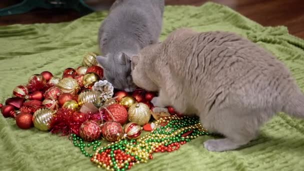 Twee Speelse Katten Spelen Met Kerstversiering Kerstspeelgoed Ballen Pluizig Grijs — Stockvideo