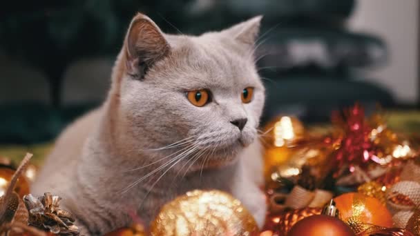 스코틀랜드 고양이는 크리스마스 장식에 바닥에 앉아있다 닫으세요 빛나는 화려한 크리스마스 로열티 프리 스톡 비디오