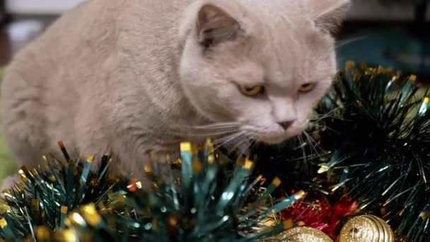 Gray British Cat Walks Achtergrond Van Kerstboom Decoraties Kamer Sluit — Stockvideo
