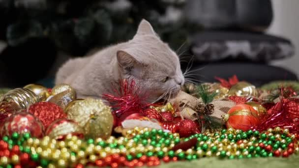 방에서 바닥에 크리스마스 고양이 크리스마스 빛나는 화려한 크리스마스 장난감 화환에서 — 비디오