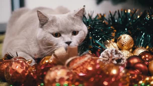 Szary Szkocki Kot Siedzi Podłodze Tle Ozdoby Choinkowe Zamknij Drzwi — Wideo stockowe