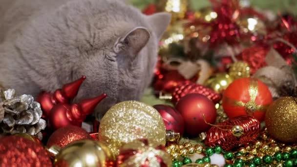 Házi Macska Játszik Val Karácsonyfa Labdák Padlón Szobában Közelkép Vicces — Stock videók