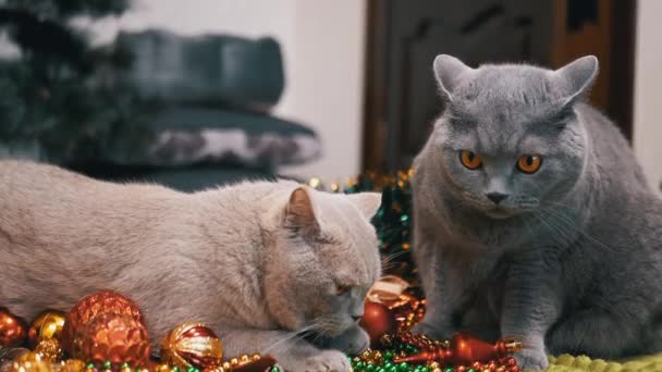 Dos Gatos Juguetones Jugando Con Decoraciones Navideñas Juguetes Navideños Bolas — Vídeos de Stock