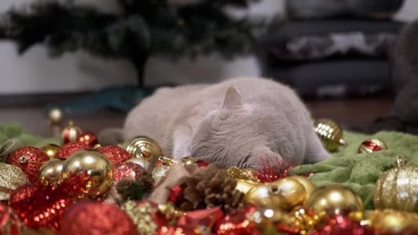 Gato Doméstico Brincando Com Bolas Árvore Natal Chão Quarto Close — Vídeo de Stock