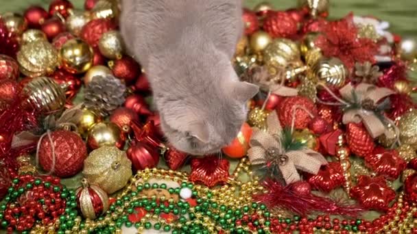 部屋の床のクリスマスツリーボールで遊ぶ国内猫 トップビュー クリスマスの背景の面白い灰色の猫は 光沢のあるカラフルなクリスマスの装飾 おもちゃ そしてガーランド メリークリスマス 2025 — ストック動画