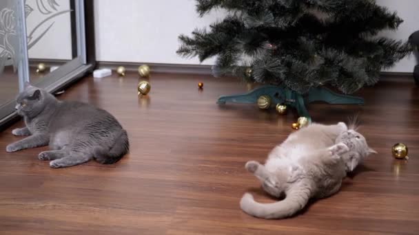 Két Brit Bolyhos Macska Karácsonyi Labdákkal Játszik Karácsonyfa Alatt Közelről — Stock videók