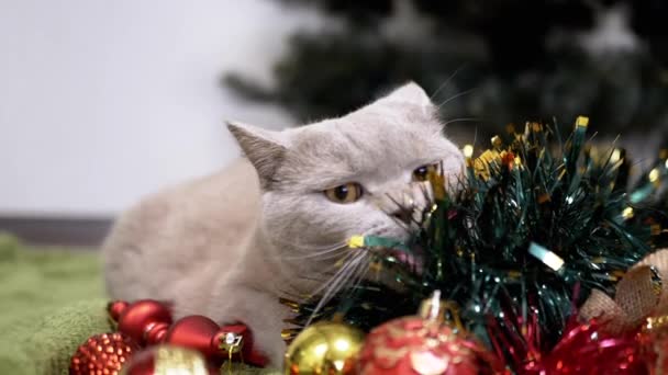 Gatto Domestico Che Gioca Con Palle Dell Albero Natale Sul — Video Stock