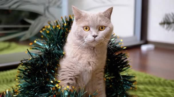 Zamknij Się Gray Scottish Cat Siedzi Christmas Sparkling Green Garland — Wideo stockowe