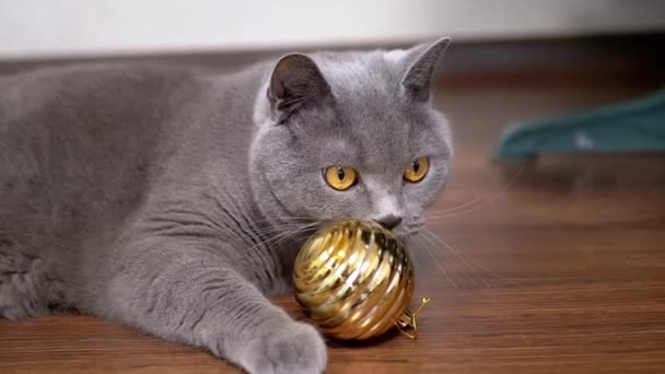 灰色の英国の遊び心のある猫は床のクリスマスの光沢のある黄金球と遊んでいます クローズアップ ポートレイト 緑色の目をつぶってボールを舐める大きなふわふわした猫 インドア 2025年について ペットゲーム — ストック動画
