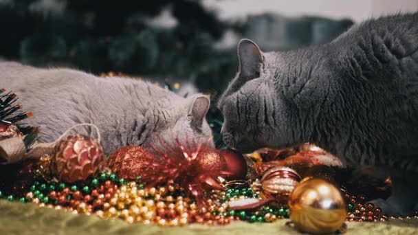 Zwei Verspielte Katzen Spielen Mit Weihnachtsdekoration Und Weihnachtsspielzeug Kugeln Flauschige — Stockvideo