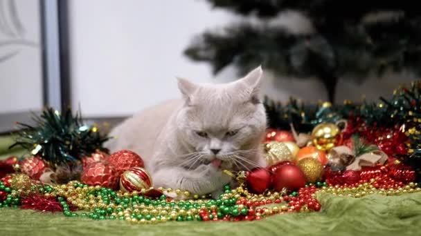 방에서 바닥에 크리스마스 고양이 크리스마스 빛나는 화려한 크리스마스 장난감 화환에서 비디오 클립