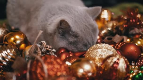Εγχώρια Γάτα Παίζοντας Μπάλες Χριστουγεννιάτικο Δέντρο Στο Πάτωμα Στο Δωμάτιο — Αρχείο Βίντεο