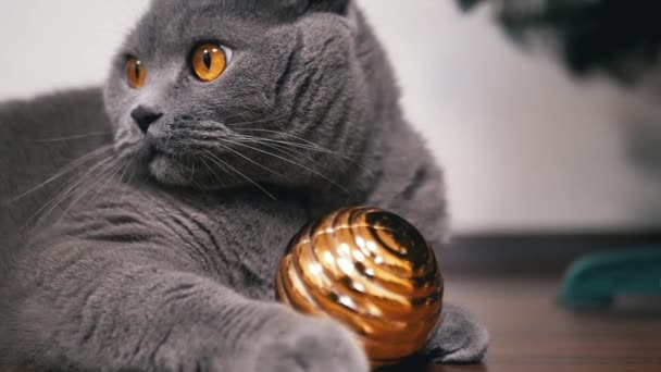 Grijze Britse Speelse Kat Spelen Met Kerst Gouden Bal Vloer — Stockvideo
