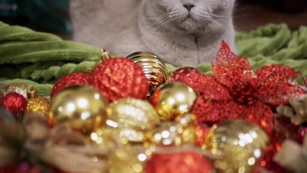 스코틀랜드 고양이는 크리스마스 장식에 바닥에 앉아있다 닫으세요 빛나는 화려한 크리스마스 — 비디오