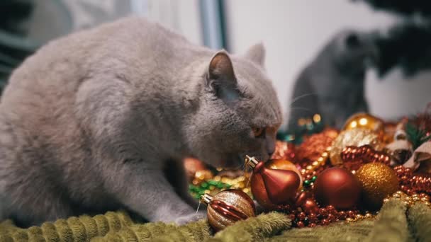 Huiskat Spelen Met Kerstboom Ballen Vloer Kamer Close Grappige Grijze — Stockvideo