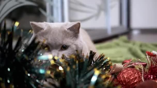 Gato Doméstico Jugando Con Bolas Árbol Navidad Piso Habitación Cerca — Vídeos de Stock