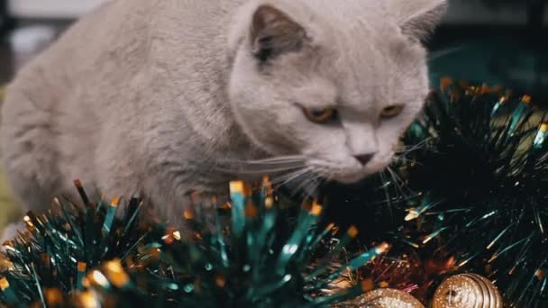Gato Britânico Cinza Caminha Fundo Árvore Natal Decorações Quarto Fecha — Vídeo de Stock