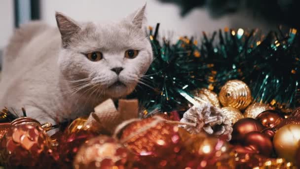 스코틀랜드 고양이는 크리스마스 장식에 바닥에 앉아있다 닫으세요 빛나는 화려한 크리스마스 — 비디오