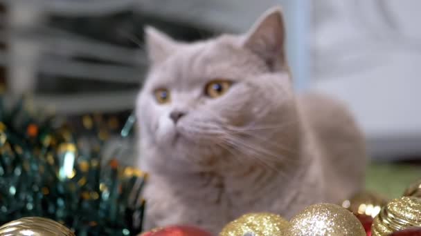 Cerca Gato Escocés Gris Sienta Una Guirnalda Verde Brillante Navidad — Vídeo de stock