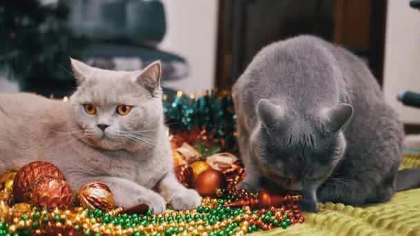 Deux Chats Ludiques Jouant Avec Des Décorations Noël Des Jouets — Video