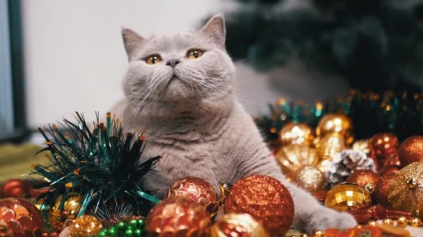 グレイスコットランドの猫は バックグラウンドのクリスマスツリー装飾の床に座っています クローズアップ 光沢のあるカラフルなクリスマスボール おもちゃ ガーランドの緑色の目を持つおかしい猫 部屋から メリークリスマス 2025 — ストック動画