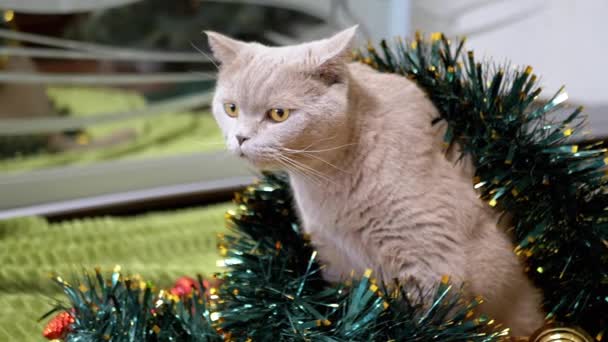 靠近点 灰色苏格兰猫坐在一个圣诞闪烁着绿色花环的房间里 国内毛茸茸的纯种猫 绿眼环视四周 圣诞装饰品2025年新年 — 图库视频影像