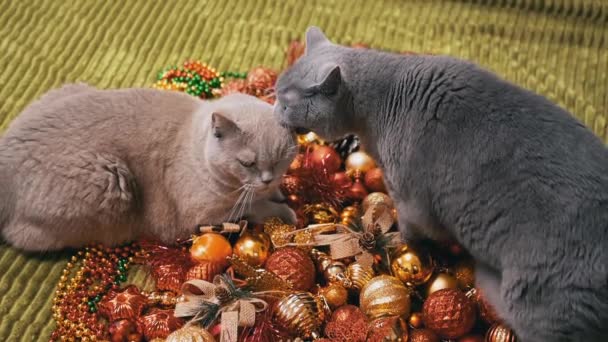 两只爱玩的猫玩圣诞装饰品和圣诞玩具 靠近点毛茸茸的灰英国猫攻击 侧视图 圣诞节彩色背景 宠物游戏 2025年 — 图库视频影像