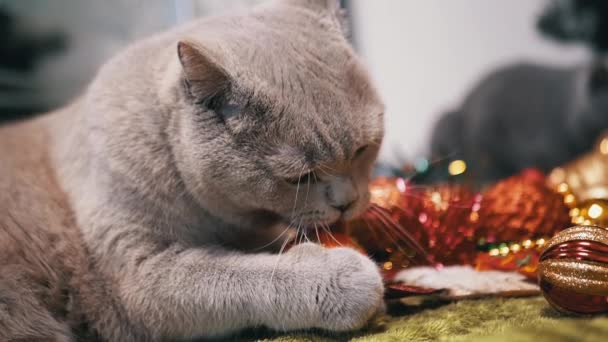 Huiskat Spelen Met Kerstboom Ballen Vloer Kamer Close Grappige Grijze — Stockvideo