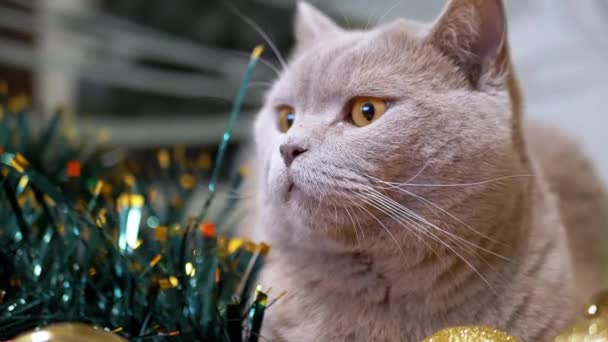 Close Gray Scottish Cat Sits Christmas Sparkling Green Garland Room — Stock Video