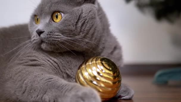 灰色の英国の遊び心のある猫は床のクリスマスの光沢のある黄金球と遊んでいます クローズアップ ポートレイト カメラを見ている緑色の目をした大きなふわふわのネコ 2025年について ペットゲーム — ストック動画