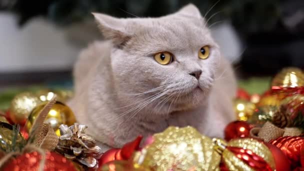 グレイスコットランドの猫は バックグラウンドのクリスマスツリー装飾の床に座っています クローズアップ 光沢のあるカラフルなクリスマスボール おもちゃ ガーランドの緑色の目を持つおかしい猫 部屋から メリークリスマス 2025 — ストック動画