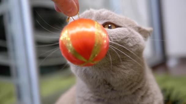 猫とスパークリングオレンジボールで遊ぶハンドクローズアップ ポートレイト クリスマスボールを舐める緑色の瞳の大きなふわふわのネコ ブレイクした動き フェイス 2025年について ペットゲーム — ストック動画