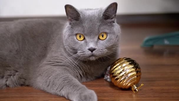灰色の英国の遊び心のある猫は床のクリスマスの光沢のある黄金球と遊んでいます クローズアップ ポートレイト カメラを見ている緑色の目をした大きなふわふわのネコ 2025年について ペットゲーム — ストック動画