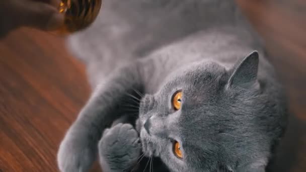 Grey British Playful Cat Playing Christmas Shiny Golden Ball Close — Stock Video