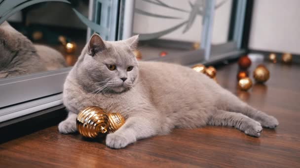 Gray Scottish Cat Lies Floor Christmas Ball Reflected Mirror Close — Stock Video
